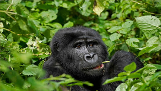 1 Day Gorilla Trekking Rushaga