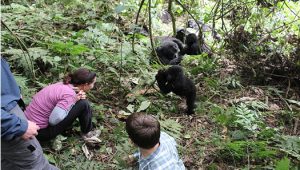 2 Days Gorilla Trekking Rushaga Uganda