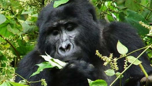 3 Days Rushaga Gorilla Trekking Tour