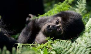 1 Day Gorilla Trekking Rushaga Tour