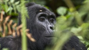 3 Days Rushaga Gorilla Trekking Tour