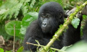 3 days Gorilla Habituation Rushaga Uganda Tour