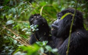 Gorilla Habituation in Rushaga Sector Uganda