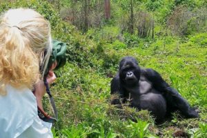 Gorilla Trekking Rushaga Sector